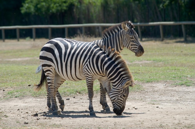 Equus quagga