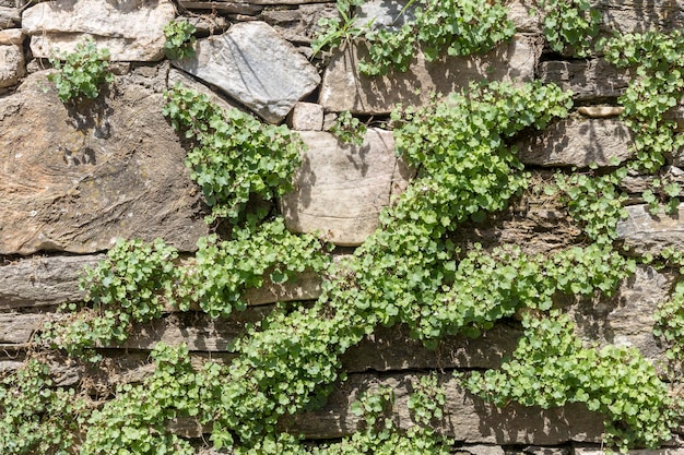 Er Hintergrund alte graue Steinmauer mit Pflanze