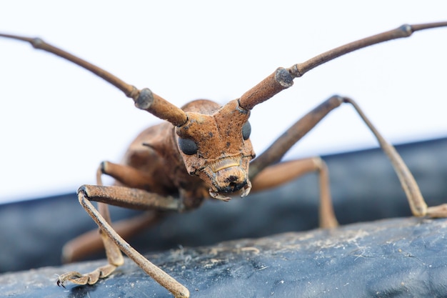 Er Insekten