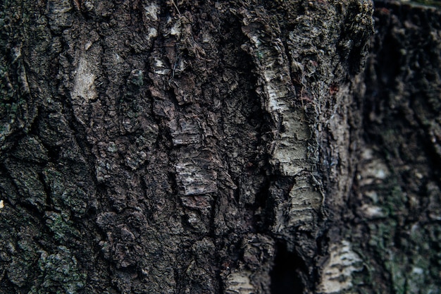 Er Textur der Baumrinde. Baum in der Parknahaufnahme.