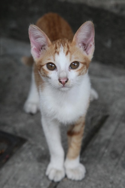 Era un gatito lamentable