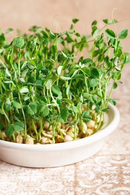 Erbsen Microgreens mit Samen und Wurzeln.