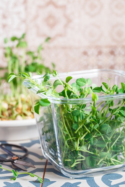 Erbsen Microgreens mit Samen und Wurzeln.