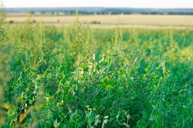 Erbsen wachsen auf einem ländlichen Feld