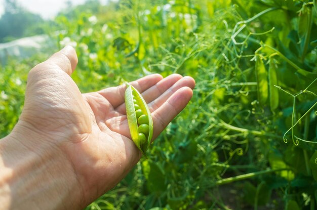 Erbsenernte im Garten gesammelt Plantagenarbeit Herbsternte und gesundes Bio-Lebensmittelkonzept schließen sich mit selektivem Fokus