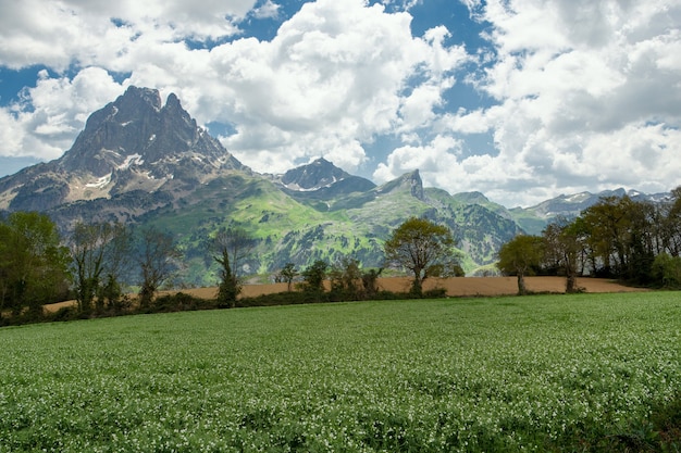 Erbsenfeld blüht im Frühling