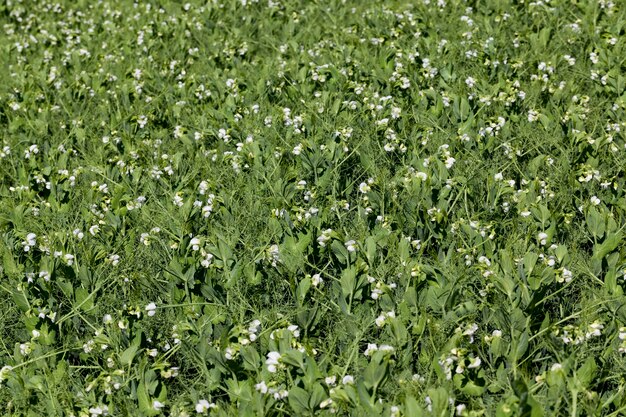 Erbsenpflanzen während der Blüte mit weißen Blütenblättern, ein landwirtschaftliches Feld, auf dem grüne Erbsen wachsen