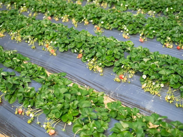 Erdbeer-Hängefarm voller reifer Erdbeeren