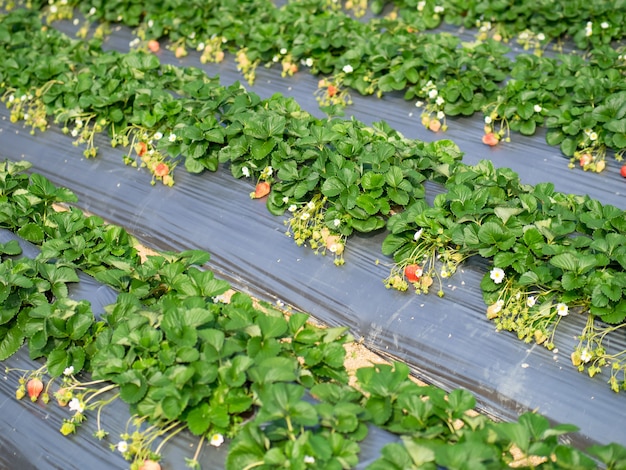 Erdbeer-Hängefarm voller reifer Erdbeeren