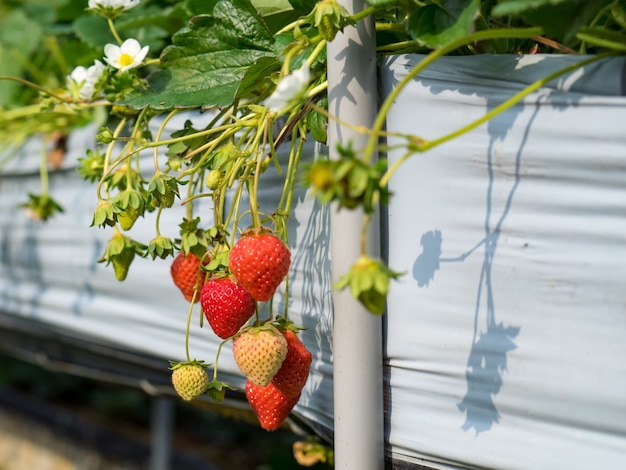 Erdbeer-Hängefarm voller reifer Erdbeeren