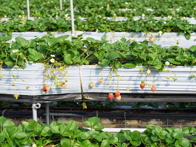 Erdbeer-Hängefarm voller reifer Erdbeeren