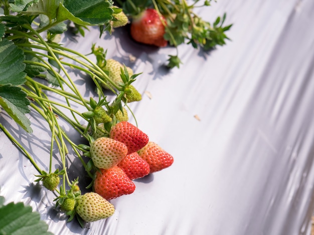 Erdbeer-Hängefarm voller reifer Erdbeeren