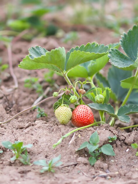 Erdbeeranbau im Sommergarten