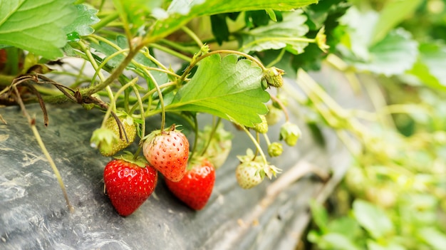 Erdbeeranlage in einem Obstgarten.