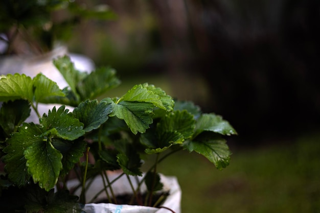 Erdbeerbäume werden in weißen Plastiktüten im Garten angebaut