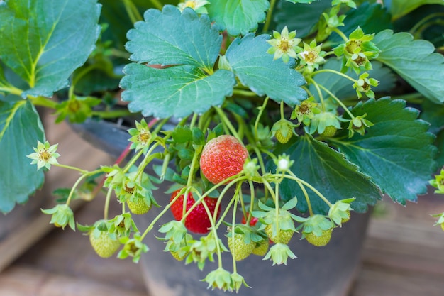 Erdbeerbaum hat weiße Blüten und Babyfrüchte junge Früchte im Garten