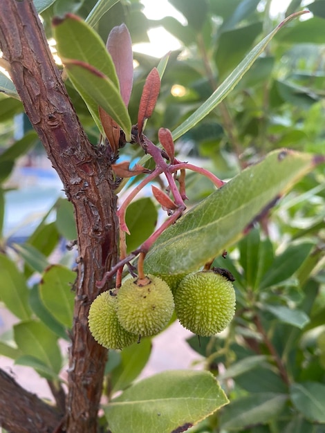 Erdbeerbaumbusch mit kleinen Arbutusfrüchten. Der Erdbeerbaumstrauch mit seinen Früchten