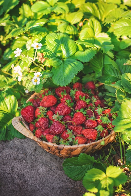 Erdbeerbeeren in einem Korb im Gemüsegarten