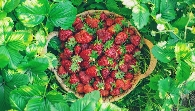 Erdbeerbeeren in einem Korb im Gemüsegarten