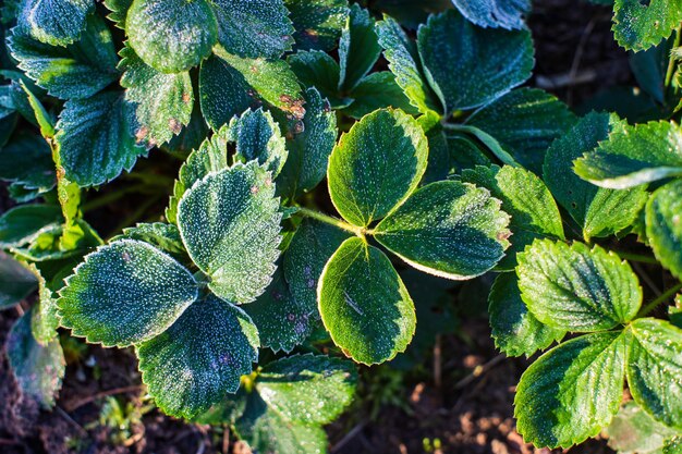 Erdbeerblätter, die an einem kalten Herbstmorgen im Garten mit Frost bedeckt sind Schöne Naturlandschaft mit stark verschwommenem Hintergrund