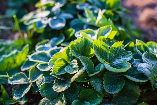 Erdbeerblätter, die an einem kalten Herbstmorgen im Garten mit Frost bedeckt sind Schöne Naturlandschaft mit stark verschwommenem Hintergrund