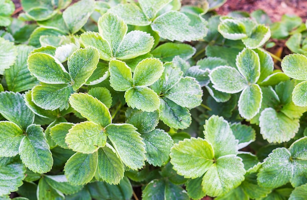 Erdbeerblätter im Garten am frostigen Morgen mit Raureif bedeckt.