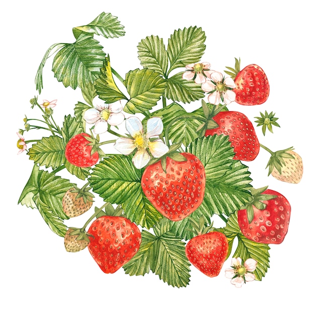 Erdbeerblätter mit Blüten und reifen Beeren. Helle Zusammensetzung eines Erdbeerbusches. Hand gezeichnete Aquarellmalereiillustration.