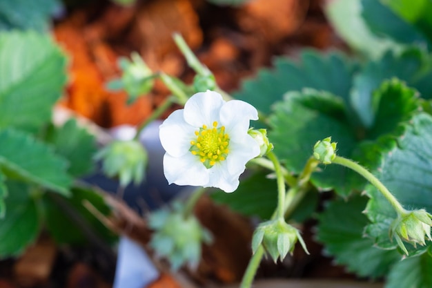 Erdbeerblume im Bio-Bauernhofgarten