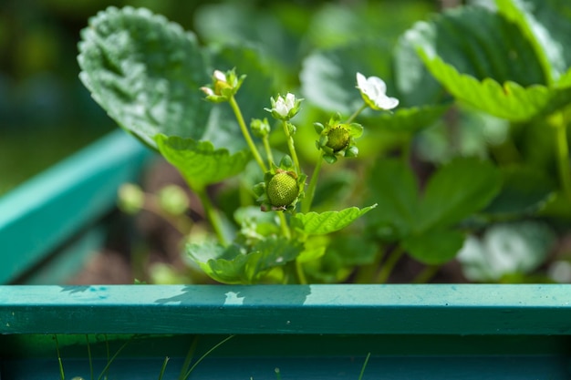 Erdbeerblume vor dem Hintergrund ihrer grünen Blätter in der Nähe