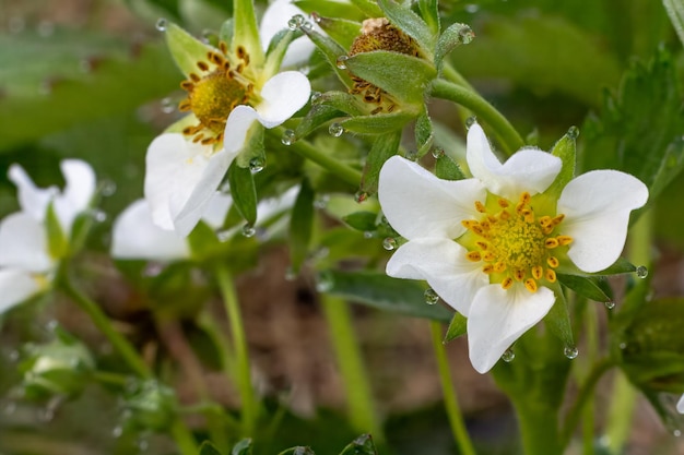 Erdbeerbüsche blühen im Frühling im Garten