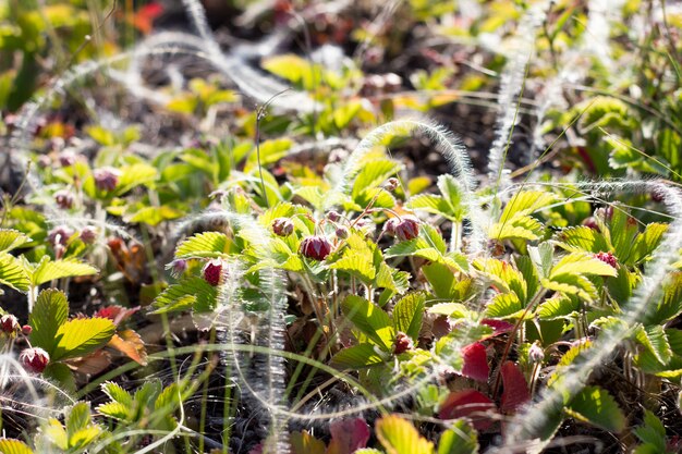 Erdbeerbüsche mit Beerenahaufnahme, natürliches gesundes Produkt