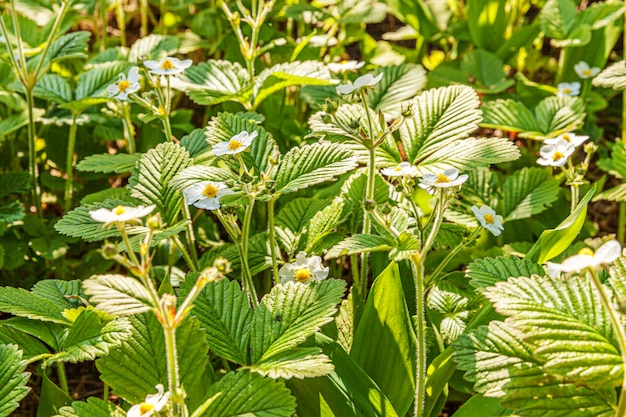 Erdbeerbusch mit Blume im Frühlings- oder Sommergartenbett