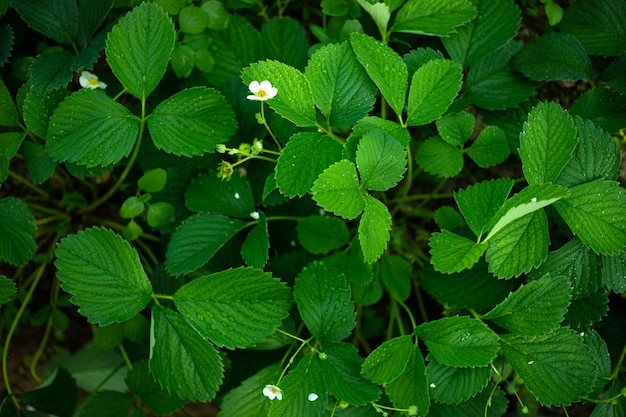 Erdbeerbusch mit Blumen in einem Erdbeerfeld