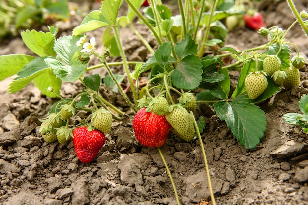 Erdbeerbusch mit grünen Blättern und roten Beeren auf einem Gemüsegarten