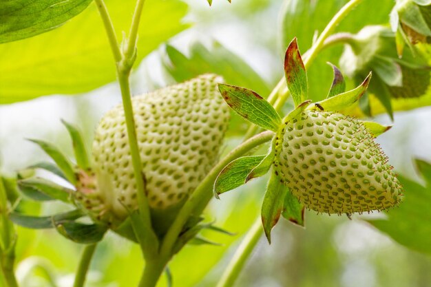 Foto erdbeerbusch mit unreifen beeren