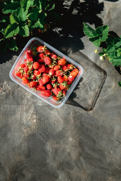 Erdbeere archivierte draußen im Garten während der Sonnenuntergangfrau Han