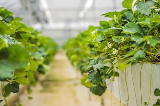 Erdbeere auf Hydrokulturfarm im Gewächshaus