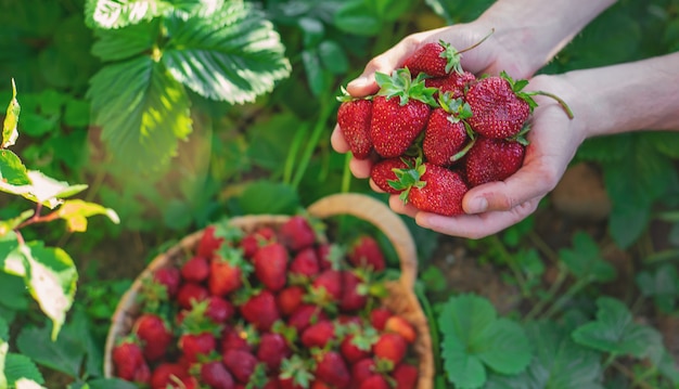 Erdbeere in den Händen eines Bauern im Garten