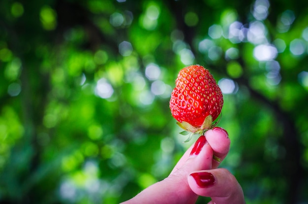 Erdbeere in der Hand der Frau