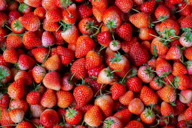 Erdbeere reif an der Ernte vom Garten. bereit zu essen und machen Eiscremekuchen und Smoothies