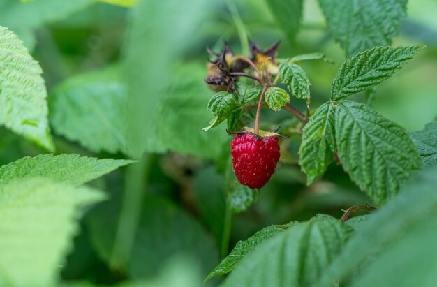 Erdbeere und Blatt auf grünem Hintergrund