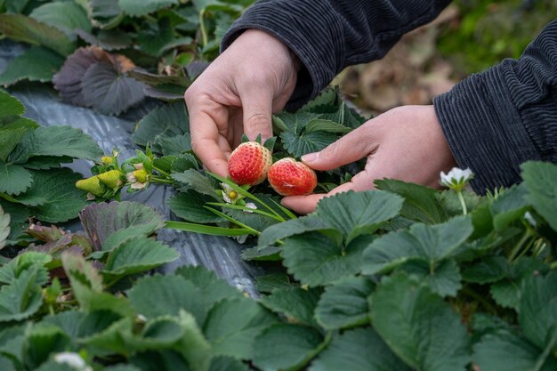 Erdbeeren auf dem Feld halten