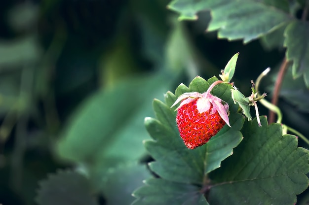 Erdbeeren im Garten. einzelne rote reife Beeren, die auf dem Busch wachsen.