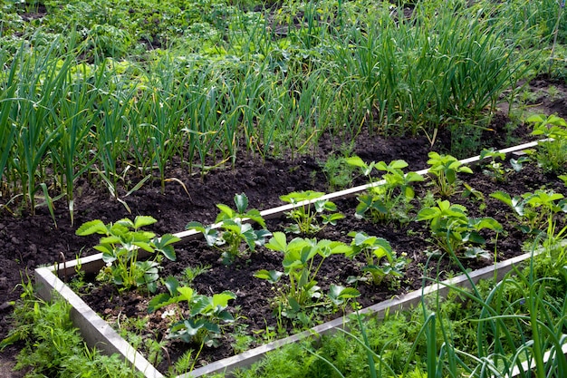 Erdbeeren im Garten