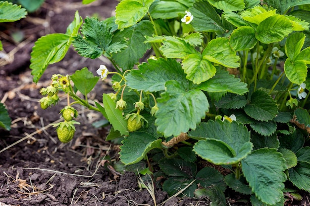 Erdbeeren im Garten