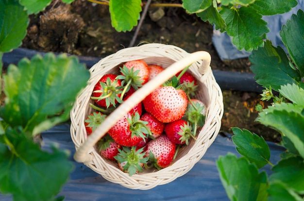 Erdbeeren im Korb