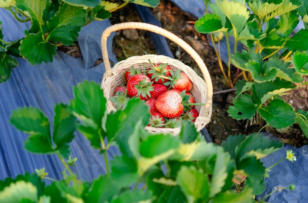 Erdbeeren im Korb