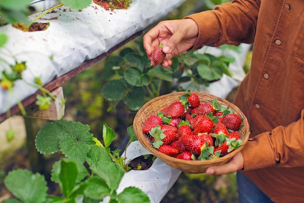 Erdbeeren in der Hand