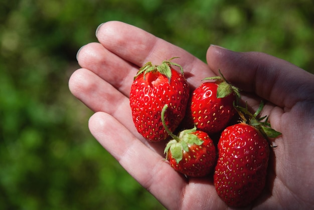 Erdbeeren in der Hand