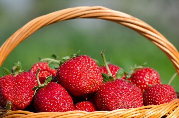 Erdbeeren in einem Korb ernten. Erdbeeren mit grünen Blättern in einem Weidenkorb